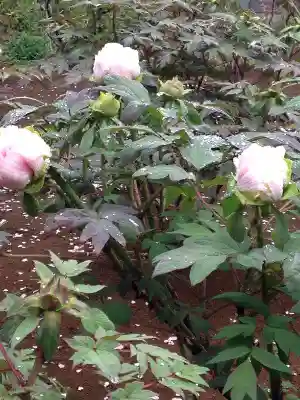 西新井大師総持寺の自然