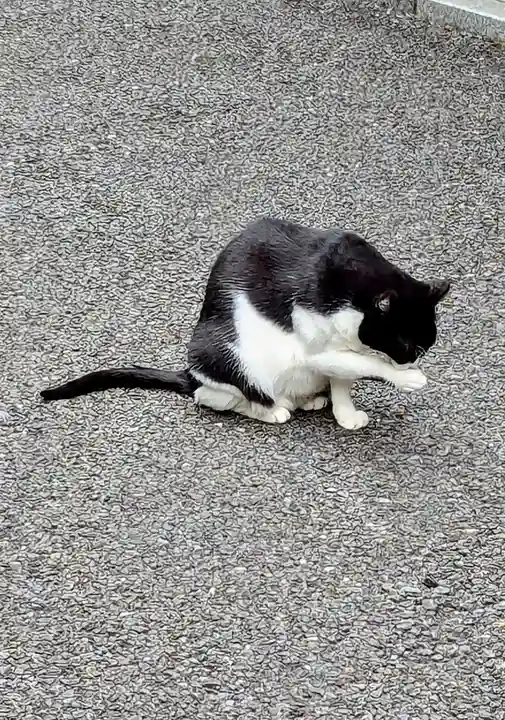 白金氷川神社の動物