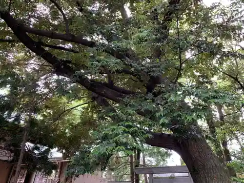 桑名宗社（春日神社）の自然