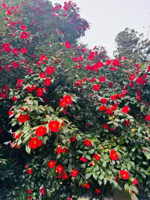 守りの神　藤基神社(新潟県)