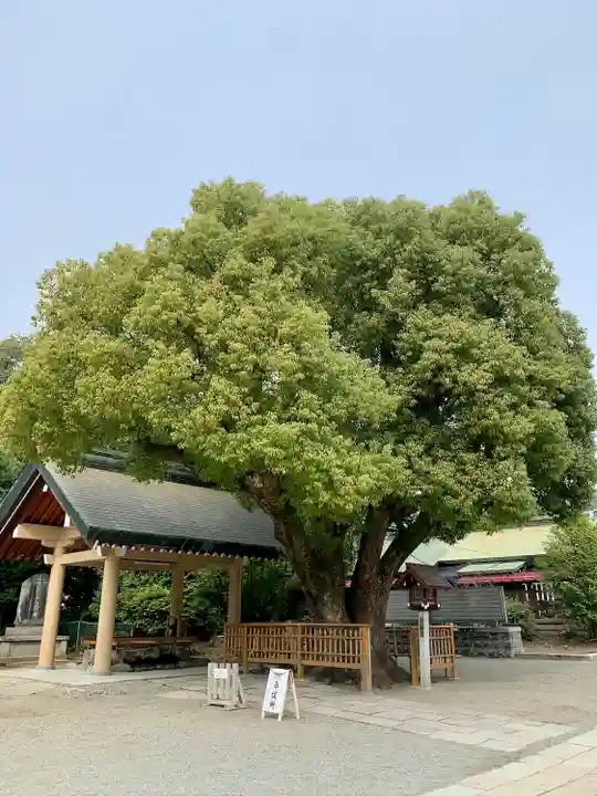 和泉國一之宮 大鳥大社(大阪府)