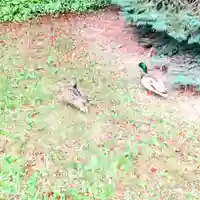 彌彦神社 (伊夜日子神社)の動物