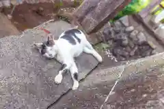 賀茂別雷神社の動物