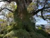蒲生八幡神社の{uncategorized: "未分類", other: "その他", undefined: "問題あり", building: "その他建物", grave: "お墓", sacred_gate: "鳥居", guardian: "狛犬", statue: "像", buddha: "仏像", history: "歴史", nature: "自然", garden: "庭園", animal: "動物", pagoda: "塔", temizu: "手水舎", mountain_gate: "山門・神門", sanctuary: "本殿・本堂", subordinate: "末社・摂社", art: "芸術", scenery: "景色", jizo: "地蔵", ema: "絵馬", goshuin: "御朱印", omikuji: "おみくじ", items: "授与品その他", amulet: "お守り", goshuincho: "御朱印帳", eats: "食事", festival: "お祭り", votive_dance: "神楽", shichigosan: "七五三参", wedding: "結婚式", experience: "体験その他", initially: "初詣", around: "周辺", anti_infection: "感染症対策"}