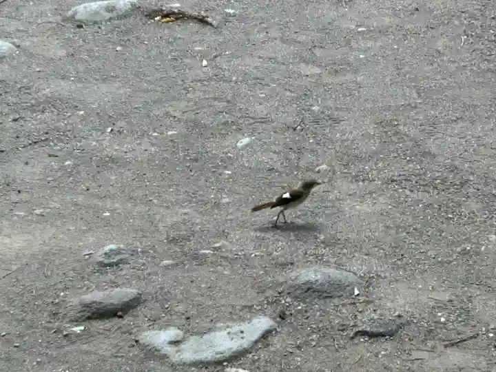 白鳥神社(長野県)