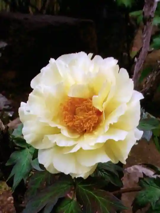 禅定院(東京都)