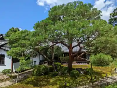 青蓮院門跡の自然