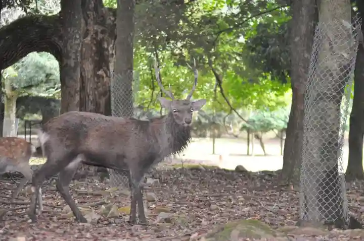 春日大社の自然