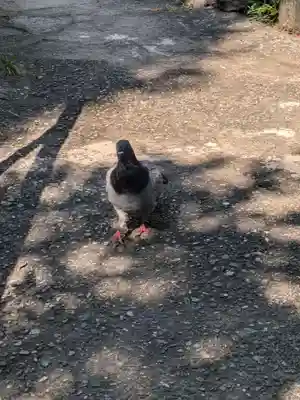 江島杉山神社(東京都)