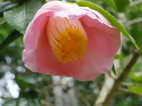須須神社の自然