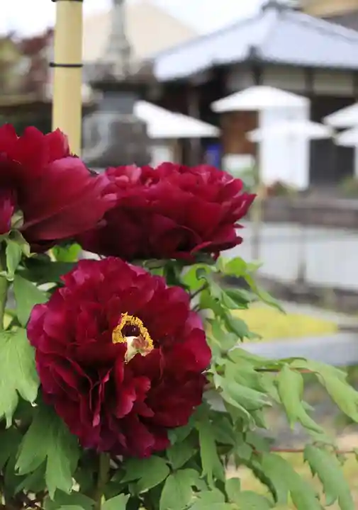 乙訓寺(京都府)