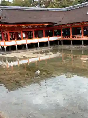 厳島神社の{uncategorized: "未分類", other: "その他", undefined: "問題あり", building: "その他建物", grave: "お墓", sacred_gate: "鳥居", guardian: "狛犬", statue: "像", buddha: "仏像", history: "歴史", nature: "自然", garden: "庭園", animal: "動物", pagoda: "塔", temizu: "手水舎", mountain_gate: "山門・神門", sanctuary: "本殿・本堂", subordinate: "末社・摂社", art: "芸術", scenery: "景色", jizo: "地蔵", ema: "絵馬", goshuin: "御朱印", omikuji: "おみくじ", items: "授与品その他", amulet: "お守り", goshuincho: "御朱印帳", eats: "食事", festival: "お祭り", votive_dance: "神楽", shichigosan: "七五三参", wedding: "結婚式", experience: "体験その他", initially: "初詣", around: "周辺", anti_infection: "感染症対策"}