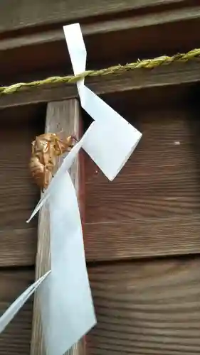 鷲宮神社の動物