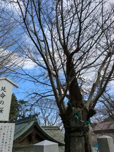 函館八幡宮の自然