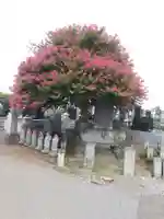 泉光寺(埼玉県)