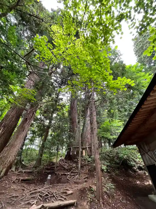 戸隠神社火之御子社の自然