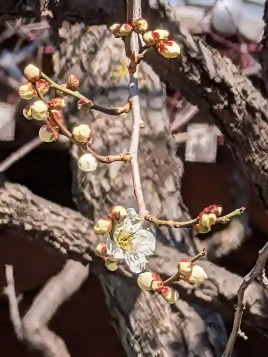 高円寺(東京都)