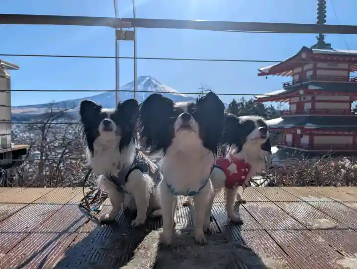 新倉富士浅間神社の{uncategorized: "未分類", other: "その他", undefined: "問題あり", building: "その他建物", grave: "お墓", sacred_gate: "鳥居", guardian: "狛犬", statue: "像", buddha: "仏像", history: "歴史", nature: "自然", garden: "庭園", animal: "動物", pagoda: "塔", temizu: "手水舎", mountain_gate: "山門・神門", sanctuary: "本殿・本堂", subordinate: "末社・摂社", art: "芸術", scenery: "景色", jizo: "地蔵", ema: "絵馬", goshuin: "御朱印", omikuji: "おみくじ", items: "授与品その他", amulet: "お守り", goshuincho: "御朱印帳", eats: "食事", festival: "お祭り", votive_dance: "神楽", shichigosan: "七五三参", wedding: "結婚式", experience: "体験その他", initially: "初詣", around: "周辺", anti_infection: "感染症対策"}