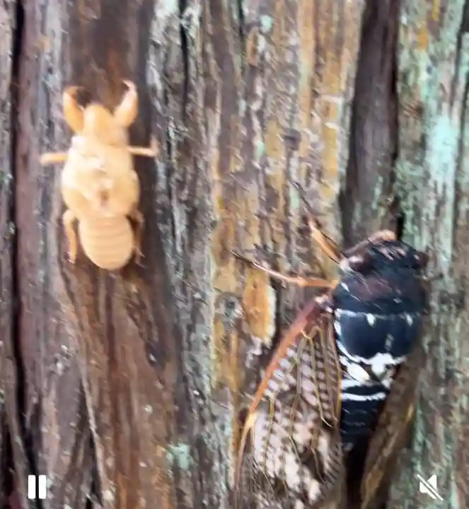 吉沼八幡神社(茨城県)