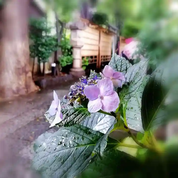 戸越八幡神社の自然