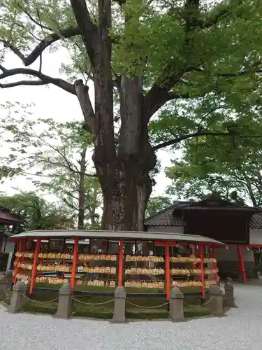 上野総社神社の自然
