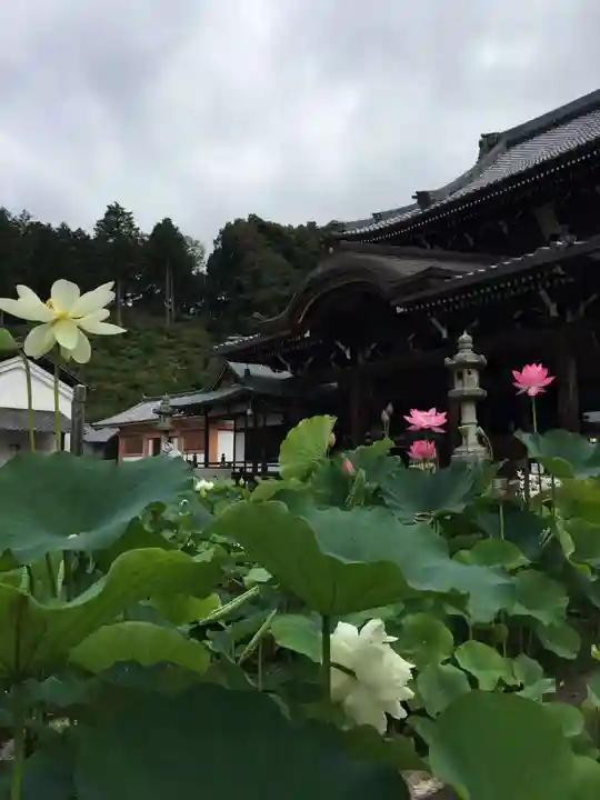 三室戸寺の本殿・本堂