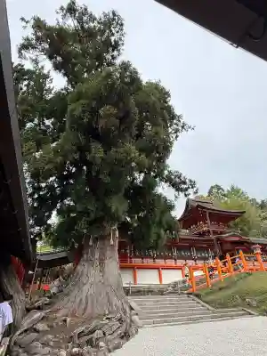 春日大社の{uncategorized: "未分類", other: "その他", undefined: "問題あり", building: "その他建物", grave: "お墓", sacred_gate: "鳥居", guardian: "狛犬", statue: "像", buddha: "仏像", history: "歴史", nature: "自然", garden: "庭園", animal: "動物", pagoda: "塔", temizu: "手水舎", mountain_gate: "山門・神門", sanctuary: "本殿・本堂", subordinate: "末社・摂社", art: "芸術", scenery: "景色", jizo: "地蔵", ema: "絵馬", goshuin: "御朱印", omikuji: "おみくじ", items: "授与品その他", amulet: "お守り", goshuincho: "御朱印帳", eats: "食事", festival: "お祭り", votive_dance: "神楽", shichigosan: "七五三参", wedding: "結婚式", experience: "体験その他", initially: "初詣", around: "周辺", anti_infection: "感染症対策"}