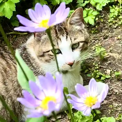 修那羅山安宮神社(長野県)