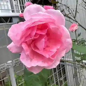 豊景神社(福島県)(2023年10月22日(日) 08時49分35秒投稿)