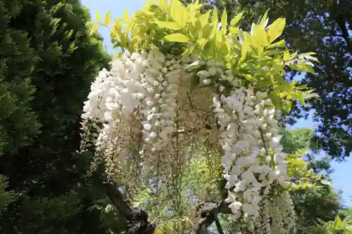 高屋敷稲荷神社の自然