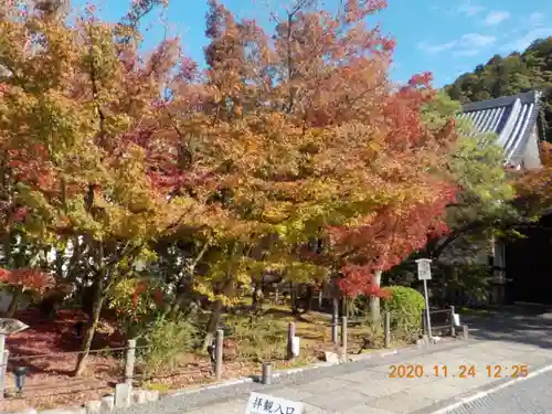 禅林寺（永観堂）の自然
