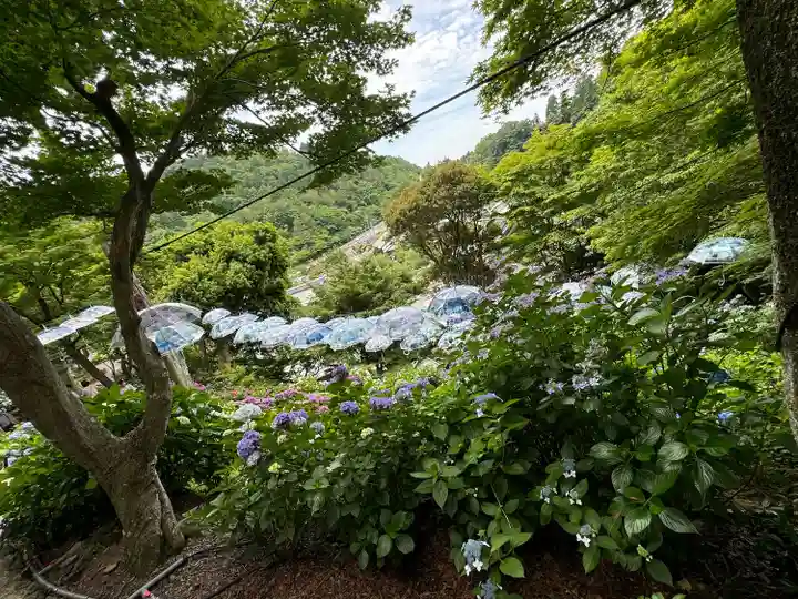 柳谷観音 楊谷寺(京都府)