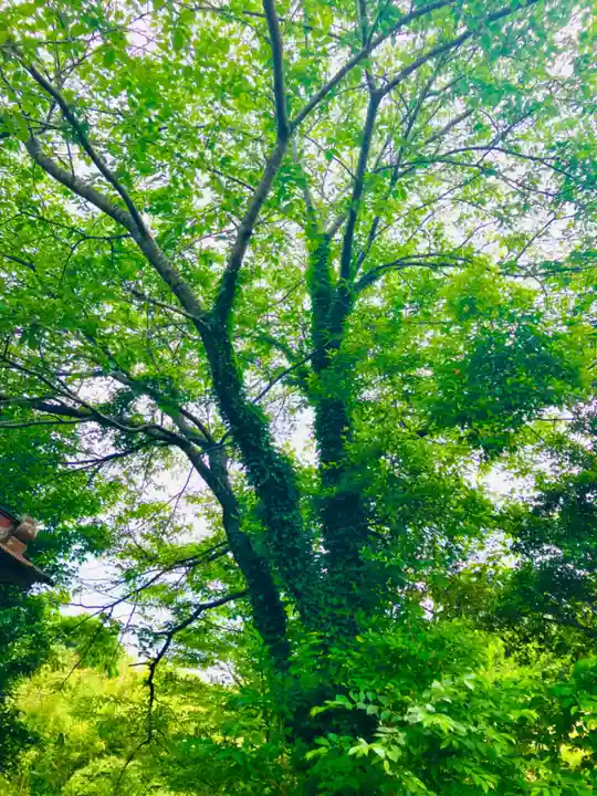 小坂熊野神社の自然