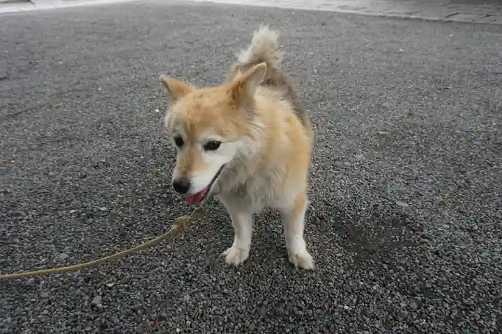 別雷皇太神の動物