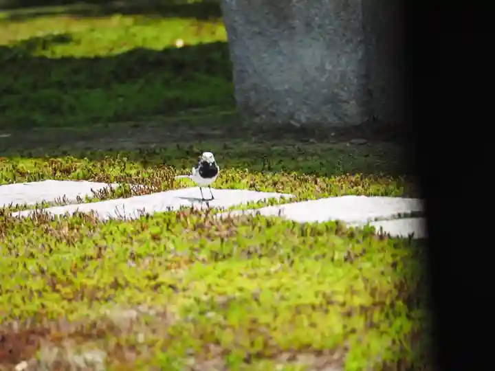 長壽寺(長寿寺)の動物