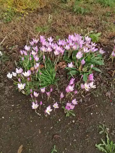 倶知安神社の自然