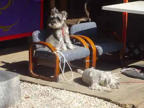 菊名神社の動物