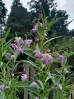 沙沙貴神社の自然