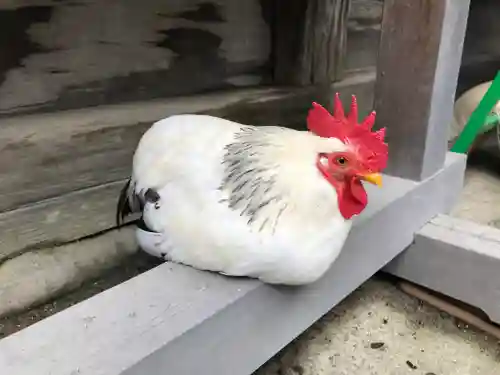 大崎八幡宮の動物