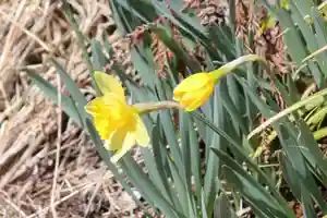 国宝 大法寺の自然(2022年03月24日(木) 08時07分37秒投稿)