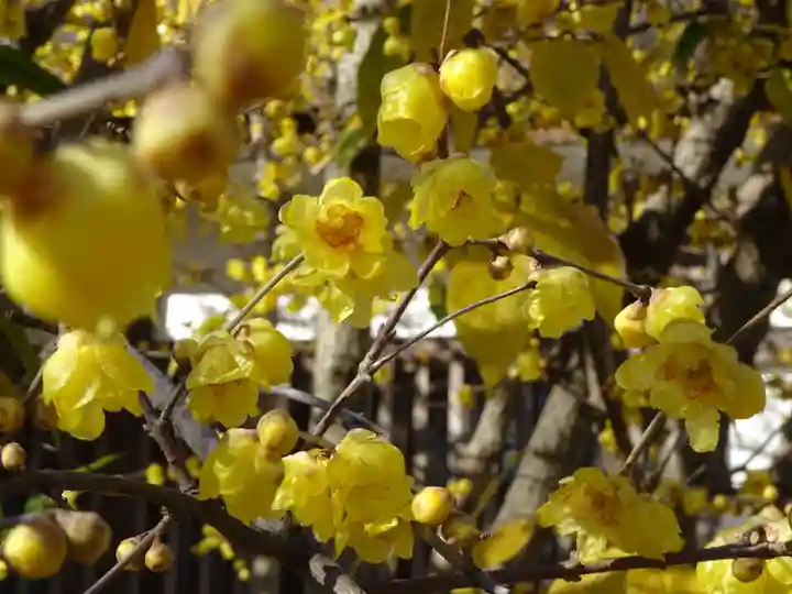 横浜 西方寺の自然