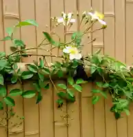 寿量山 速成寺の自然