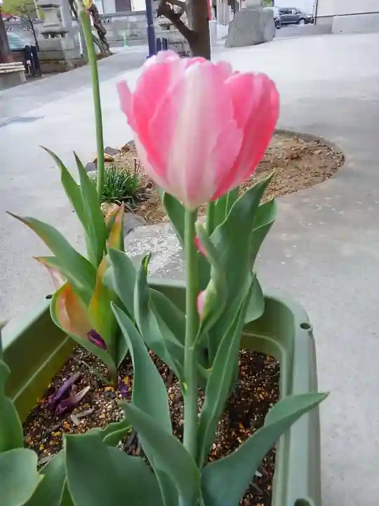 大鏑神社の自然
