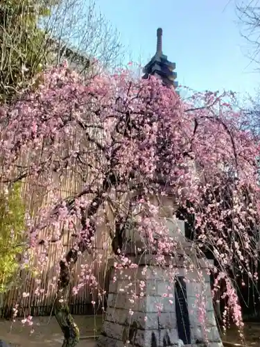 新井薬師（梅照院）(東京都)