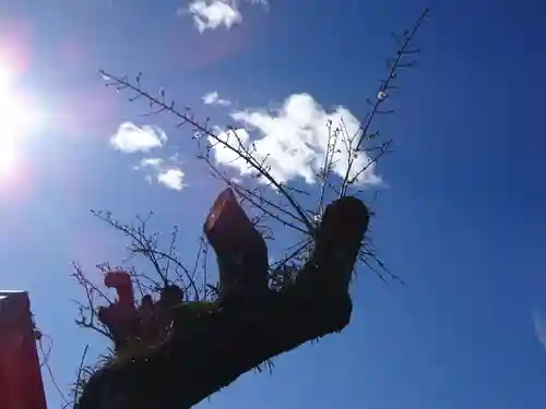 伊勢原 法泉寺の自然