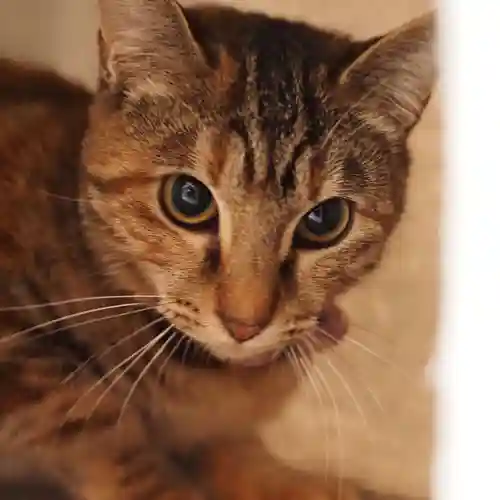 天王山 安楽寺(福井県)