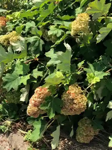 手力雄神社の自然