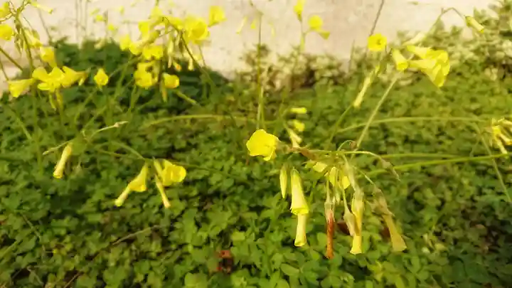 神明社(国府宮神明社)の周辺
