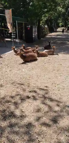 春日大社の動物