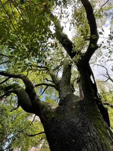 若一神社の自然